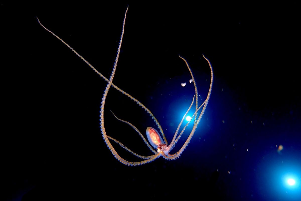 Black Water Dive
極小の生物達、どれも普段見る生き物とは全...