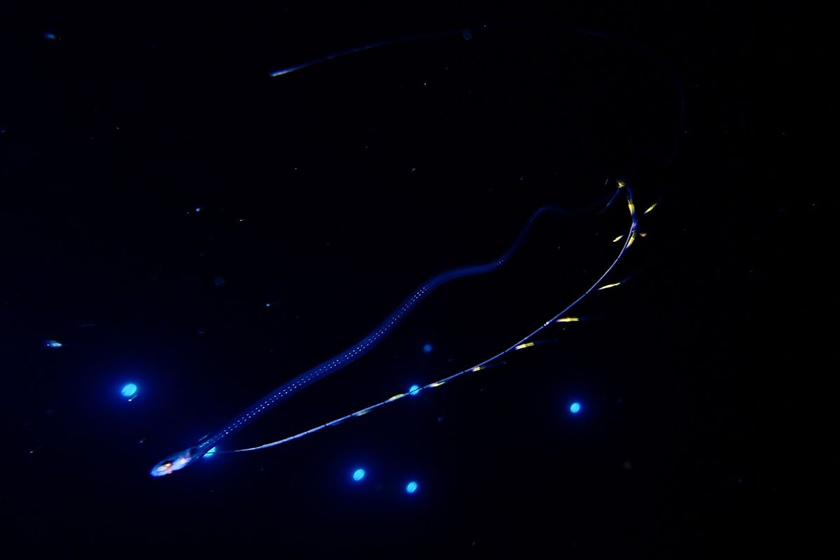 Black Water Dive
極小の生物達、どれも普段見る生き物とは全...