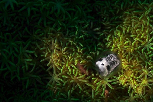 日本・沖縄県「久米島ダイビング」の写真：海