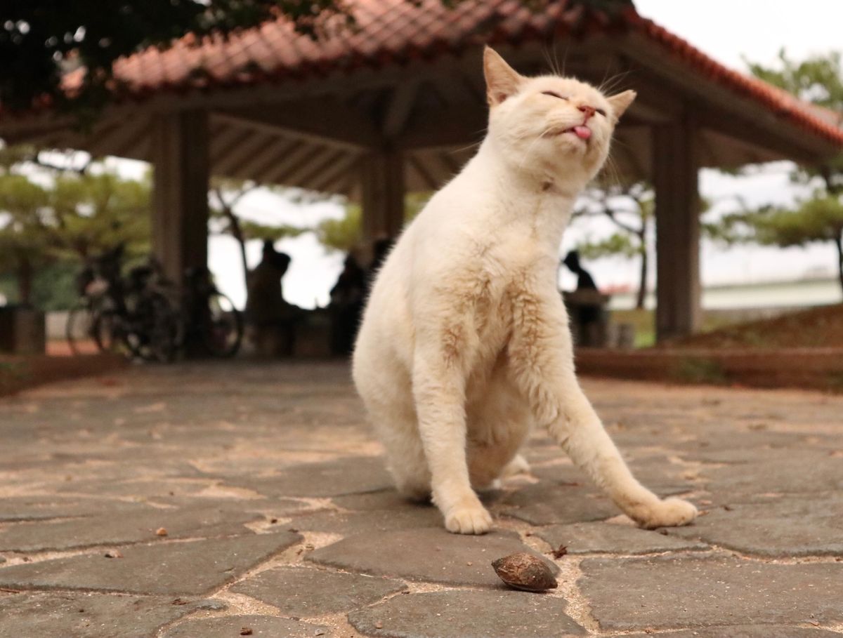 久米島では1人乗り電気自動車のコムズを借りて観光しました！
3時間あれば名...