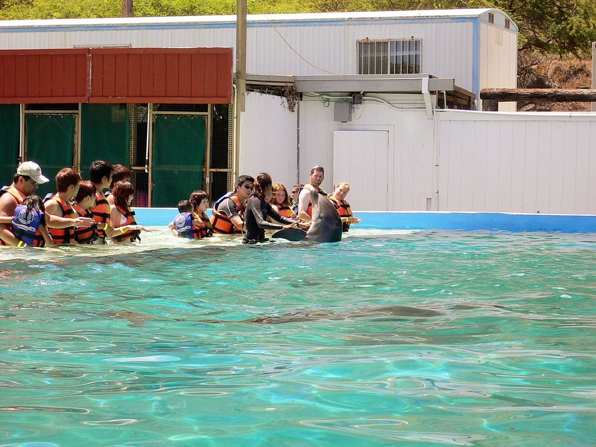 @Sea Life Park🐬
長男、妻に連れられ、何とかイルカと触れ合い...