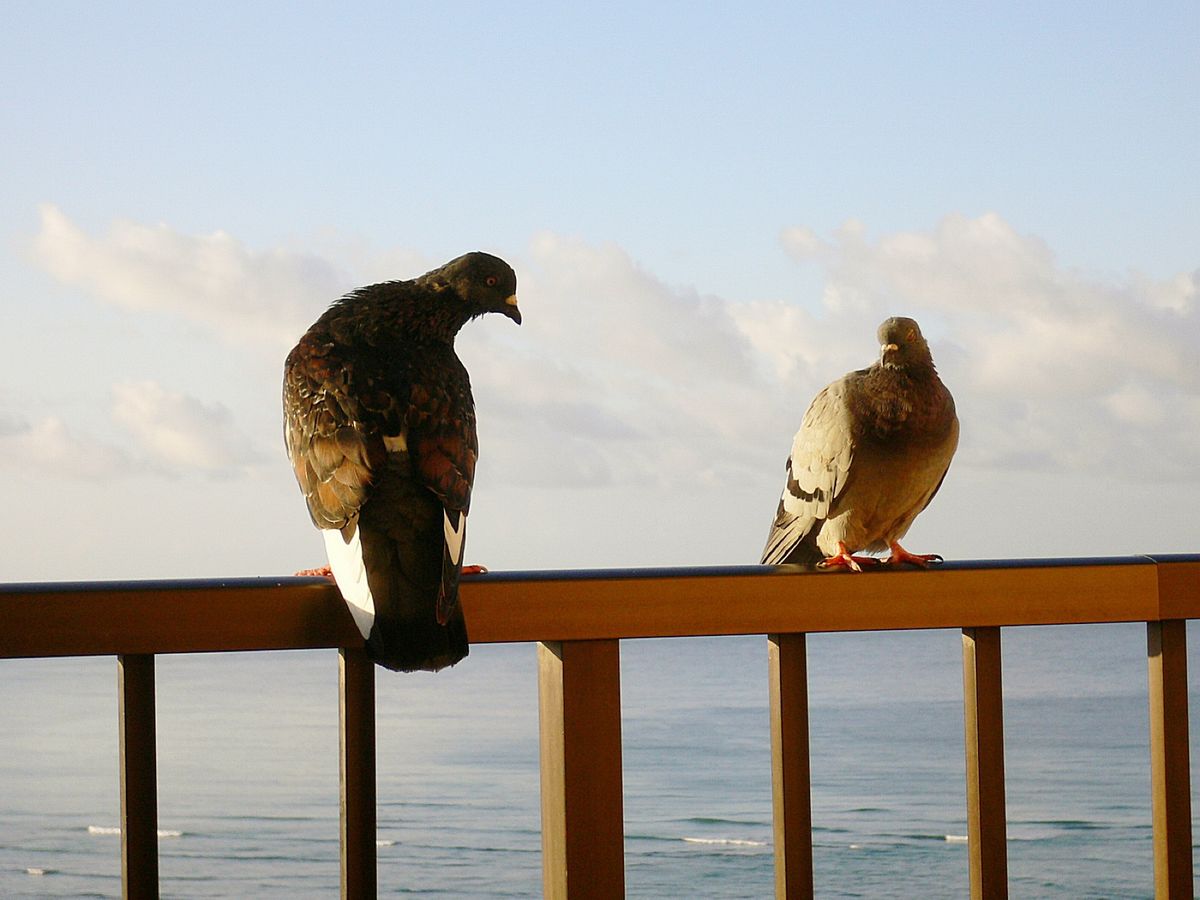 @Hilton Hawaiian Village その2
ベランダに珍客が...