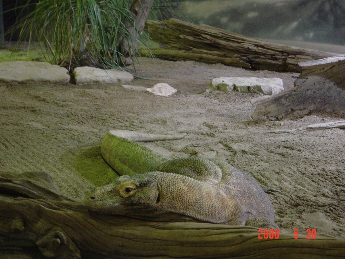 @John G Shedd Aquarium
悲しいかな、スーツ姿の男子だ...