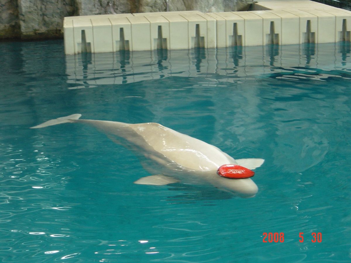 @John G Shedd Aquarium
悲しいかな、スーツ姿の男子だ...