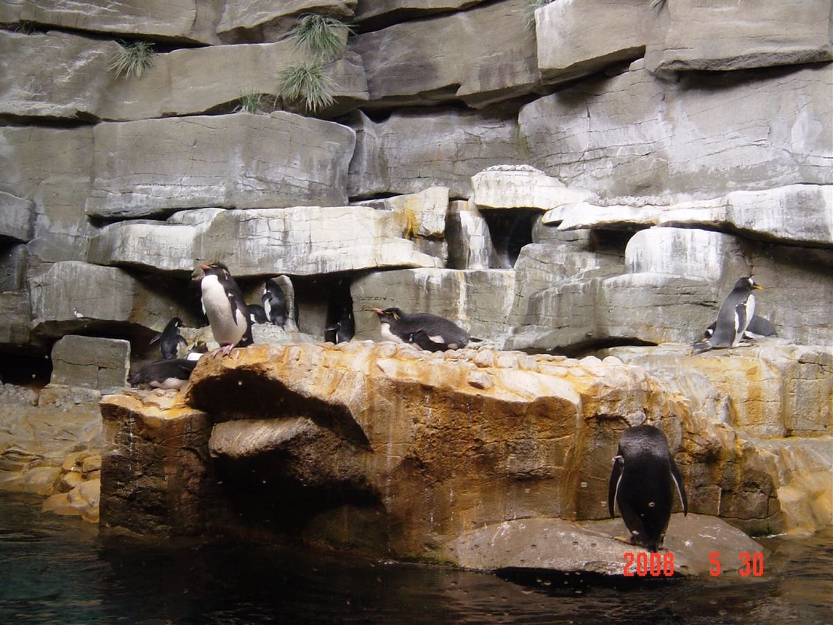 @John G Shedd Aquarium
悲しいかな、スーツ姿の男子だ...