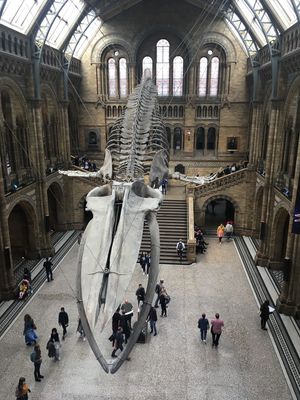Natural History Museum 