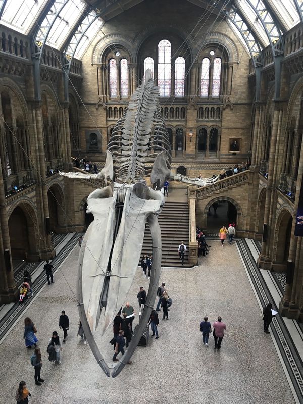 イギリス(英国)「London, UK」の写真：Natural History Museum 