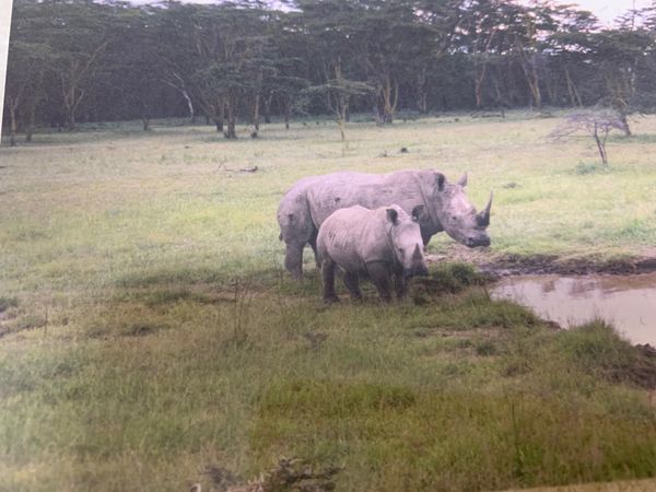 ケニア・ナイロビ「アフリカへ」の写真：サイの親子、象の親子、10日間一緒だった...