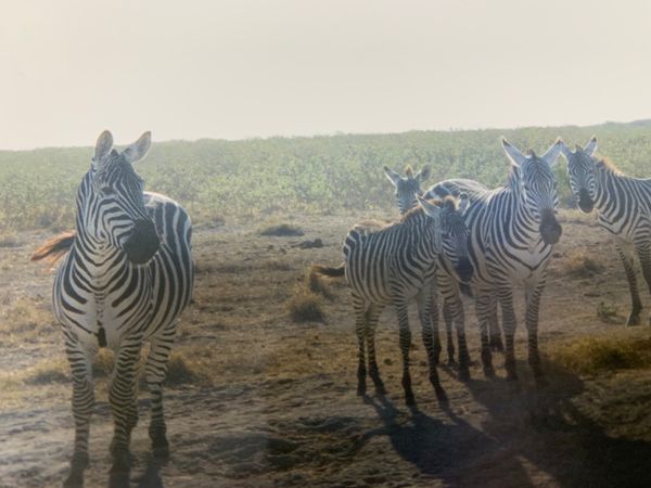 ケニア・ナイロビ「アフリカへ」の写真：帰る前日、見送ってくれたシマウマ🦓と夕陽...