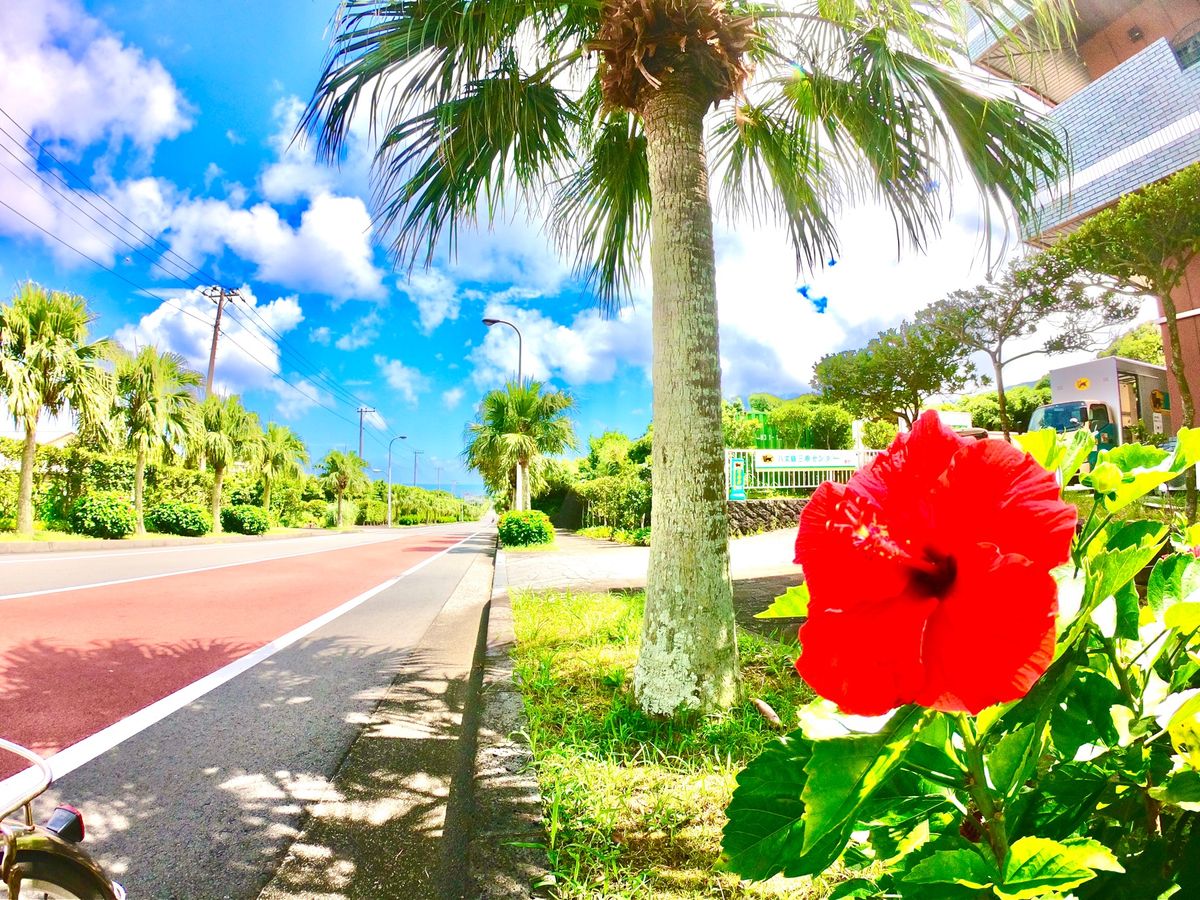 東京の南国🏝🌺