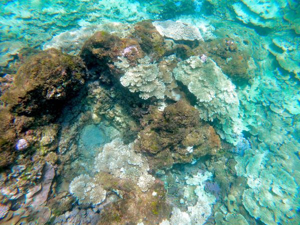 日本・東京「八丈島」の写真：サンゴの森！ほんとはもーっともっと綺麗🐚