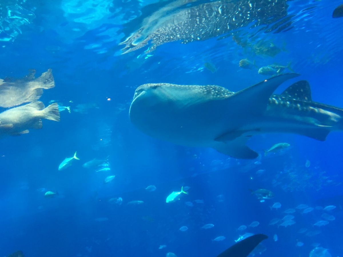 📍美ら海水族館