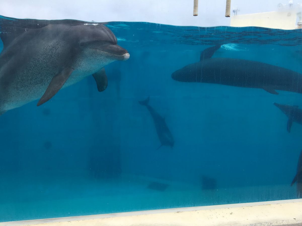 📍美ら海水族館