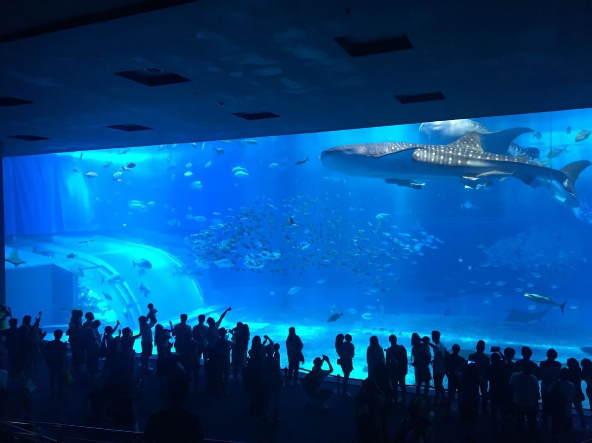 📍美ら海水族館