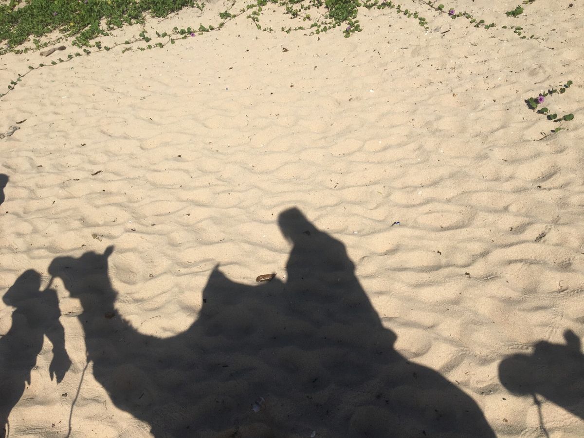 ラクダ体験🐪