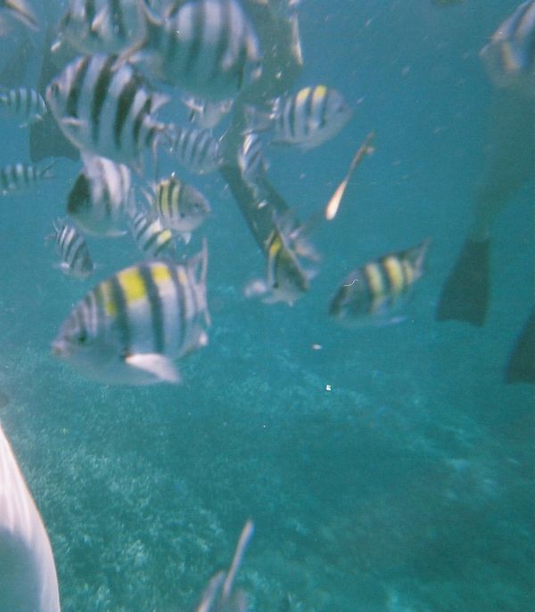 インドネシア・バリ島「バリ島旅行」の写真：レンボンガン島でシュノーケリング