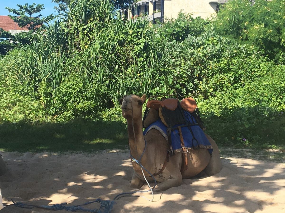 ラクダ体験🐪
