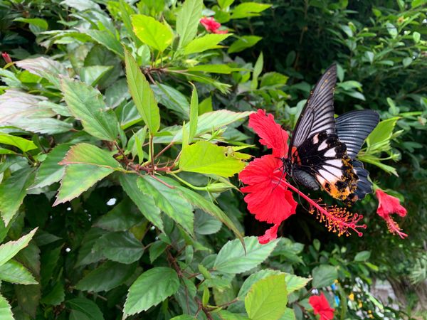 日本・奄美大島「奄美大島」の写真：南国のお花たち🏝
早くまた行きたいなぁ。。