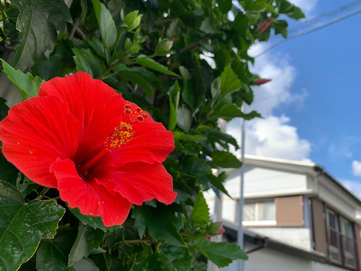 南国のお花たち🏝
早くまた行きたいなぁ。。