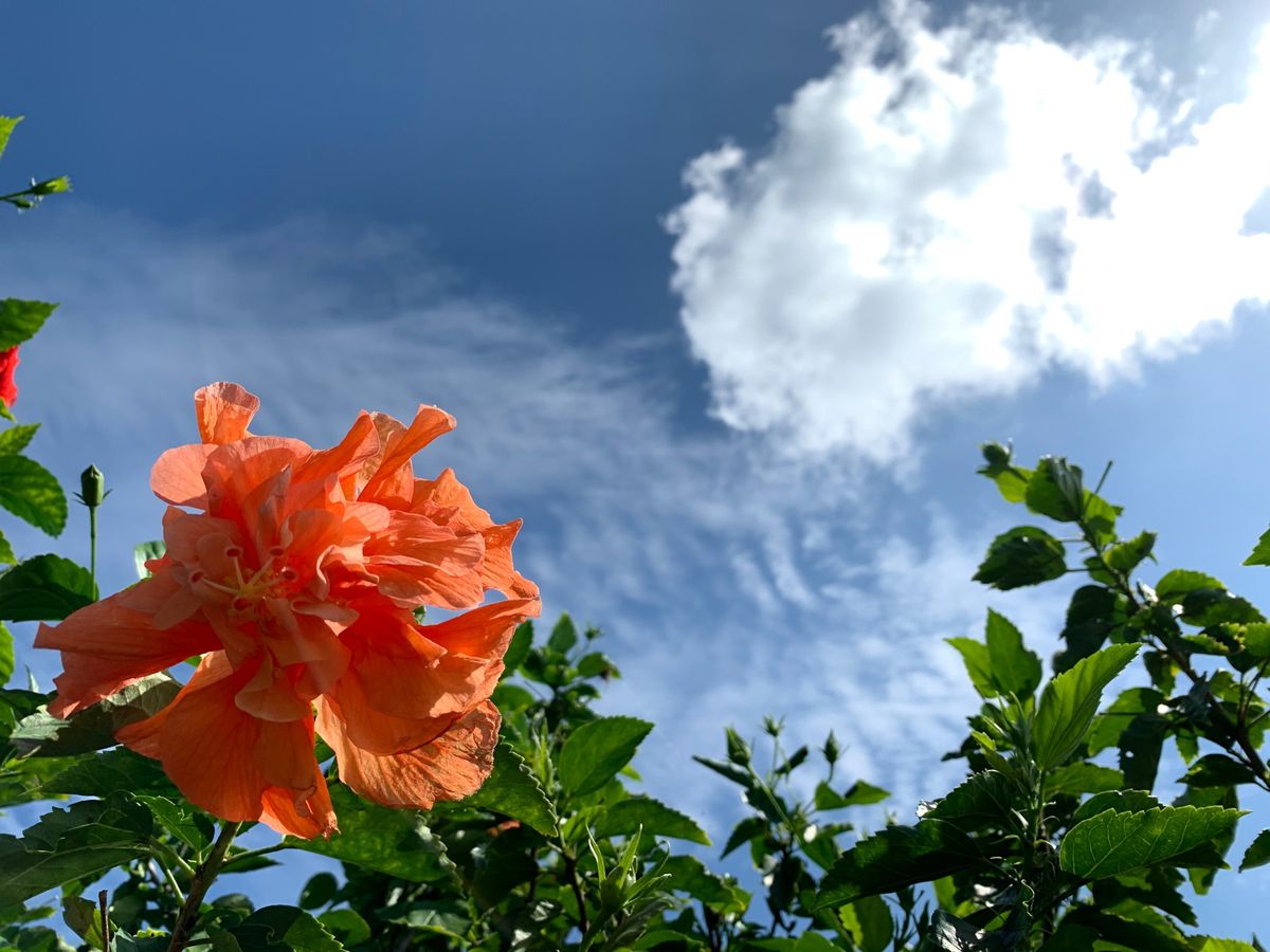 南国のお花たち🏝
早くまた行きたいなぁ。。