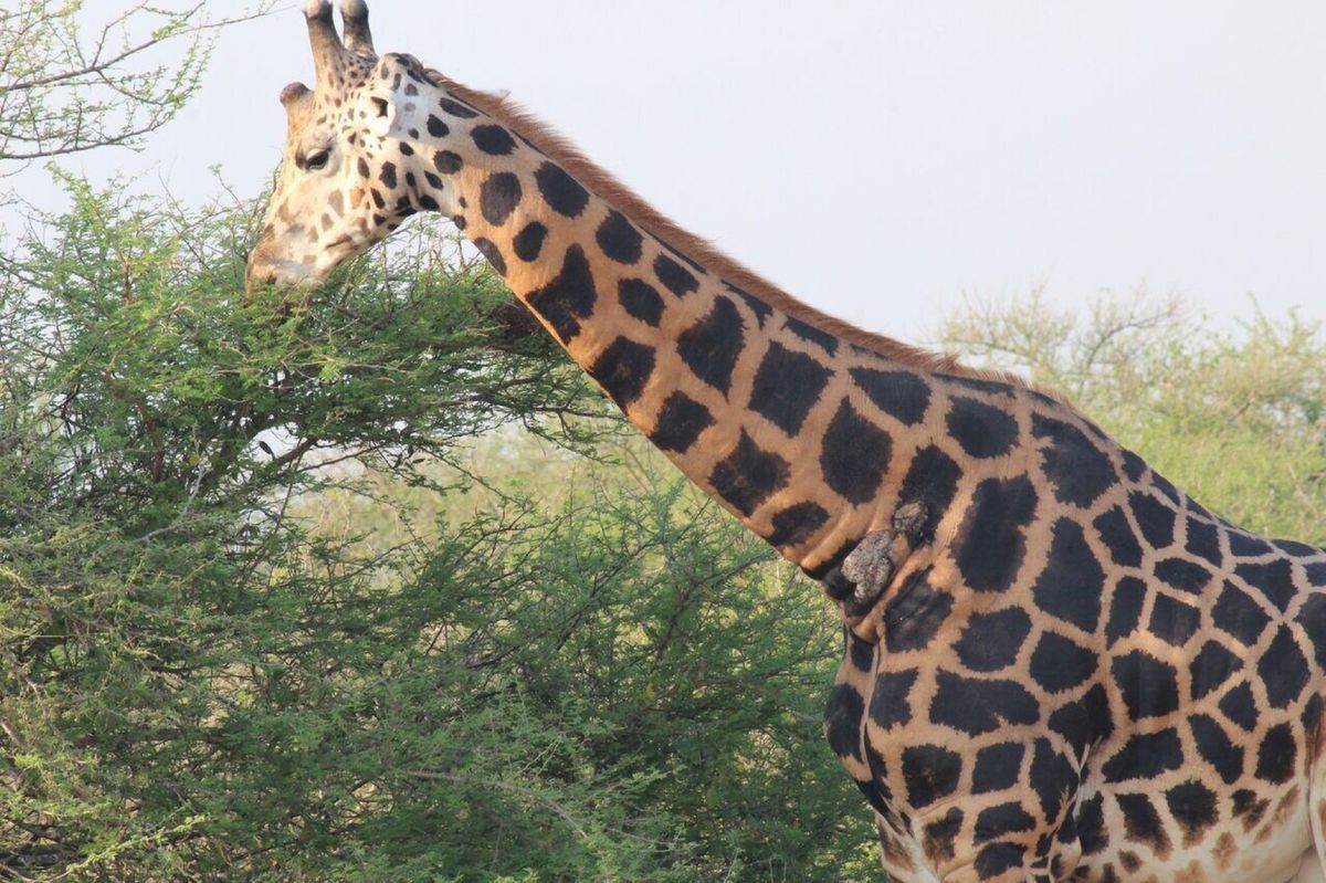 マーチソンフォールズ国立公園のサファリ・滝
ナイル川を渡るゾウの珍しい姿も...