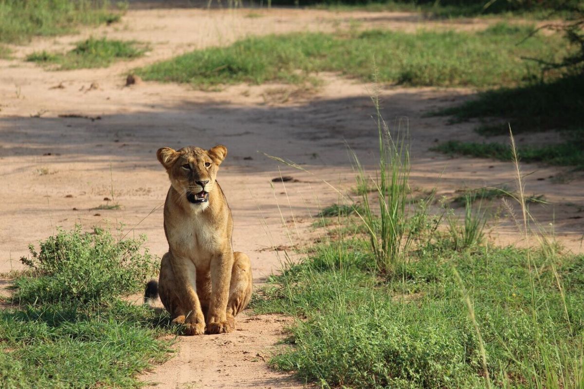 マーチソンフォールズ国立公園のサファリ・滝
ナイル川を渡るゾウの珍しい姿も...