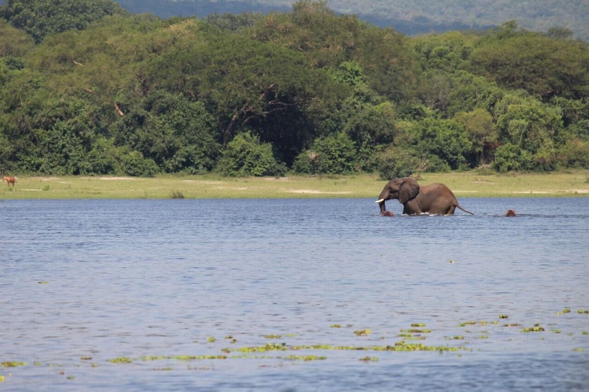 マーチソンフォールズ国立公園のサファリ・滝
ナイル川を渡るゾウの珍しい姿も...