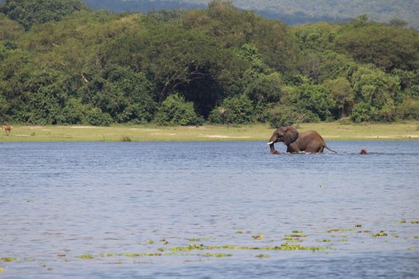 ウガンダ・カンパラ「ウガンダ ボランティアインターン」の写真：マーチソンフォールズ国立公園のサファリ・...