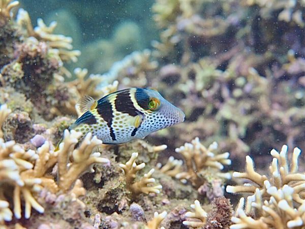 ベトナム・フエ「ベトナムニャチャン 旧正月休暇にゴルファー+ダイバー+バックパッカーになる旅」の写真:ニャチャンダイビング 1日目
今日は3本...