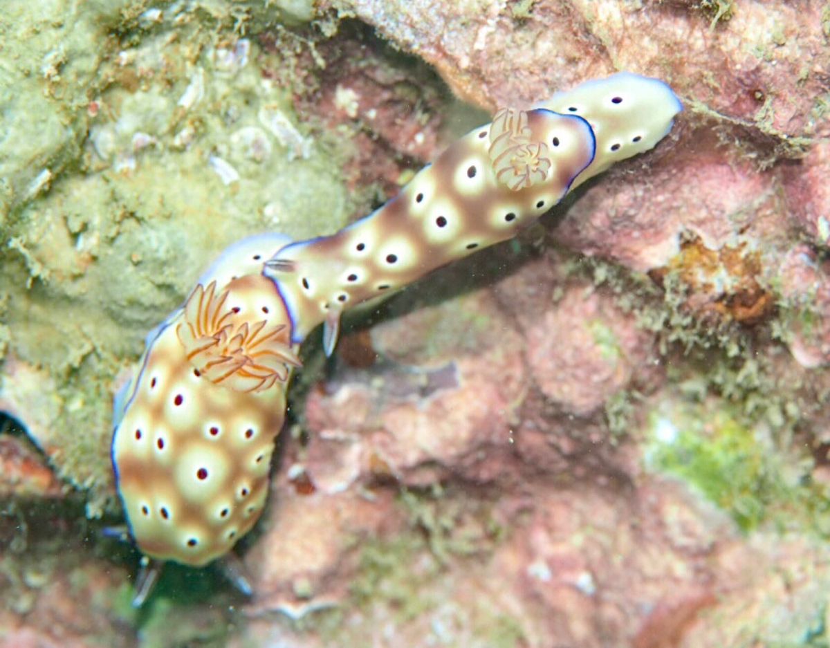 ニャチャンダイビング2日目
ダイビング2日目にして最終日、今日も3本潜りま...