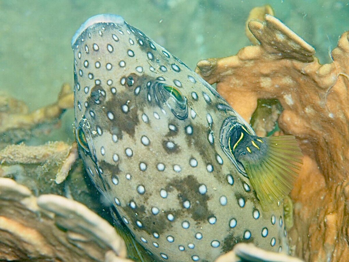 ニャチャンダイビング　1日目
今日は3本ダイビングして昼過ぎにおしまい。
...