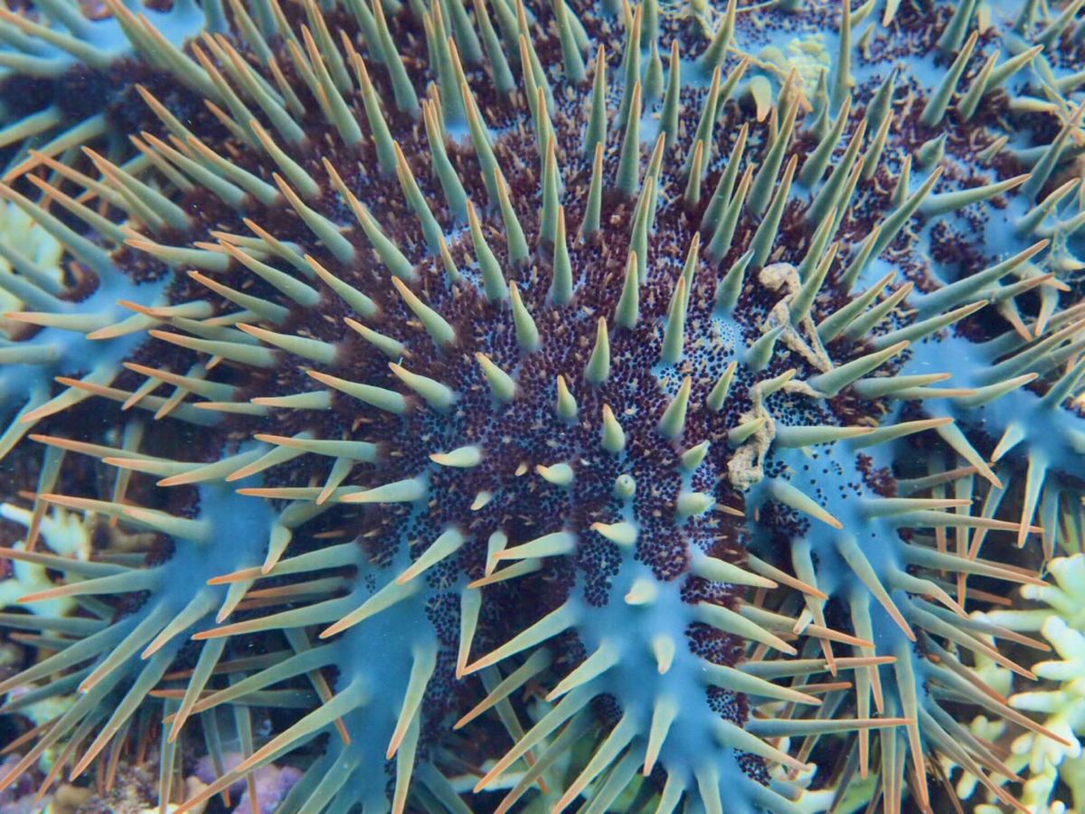 ニャチャンダイビング　1日目
今日は3本ダイビングして昼過ぎにおしまい。
...