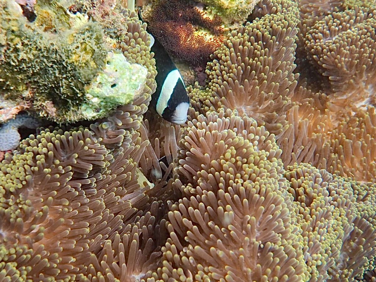 ニャチャンダイビング2日目
ダイビング2日目にして最終日、今日も3本潜りま...