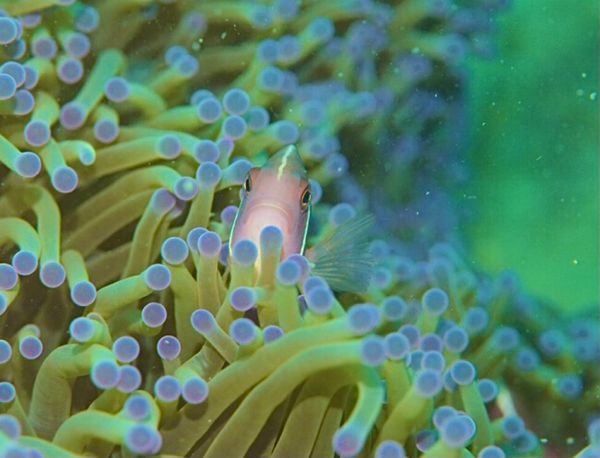 ベトナム・フエ「ベトナムニャチャン 旧正月休暇にゴルファー+ダイバー+バックパッカーになる旅」の写真:ニャチャンダイビング 1日目
今日は3本...