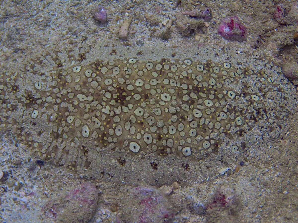 ニャチャンダイビング2日目
ダイビング2日目にして最終日、今日も3本潜りま...