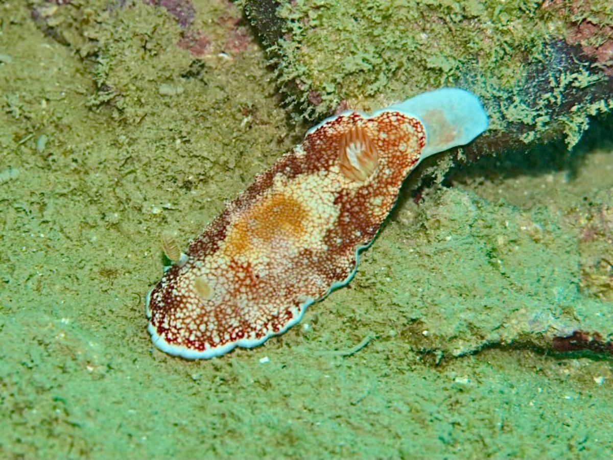 ニャチャンダイビング　1日目
今日は3本ダイビングして昼過ぎにおしまい。
...