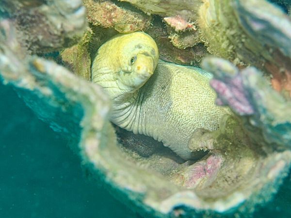 ベトナム・フエ「ベトナムニャチャン 旧正月休暇にゴルファー+ダイバー+バックパッカーになる旅」の写真:ニャチャンダイビング2日目
ダイビング2...