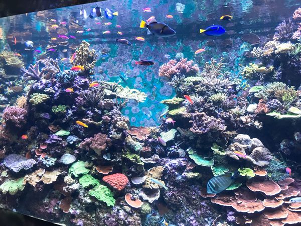 シンガポール・シンガポール「Trip to Singapore」の写真：セントーサ島