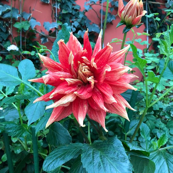 シンガポール「舞い戻るシンガポール」の写真：flower dome