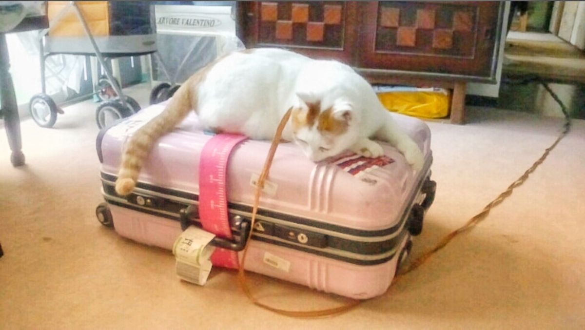 24th Jul. pic📷

無事に帰国🇯🇵*°

ちゃみさん🐈
ただ...