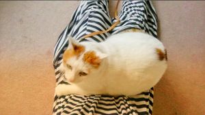 24th Jul. pic📷

無事に帰国🇯🇵*°

ちゃみさん🐈
ただ...