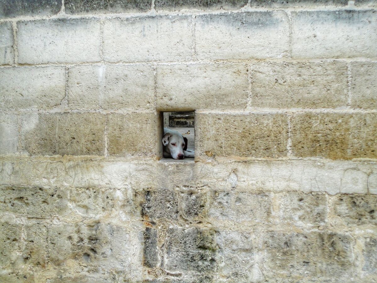 19th Jul. 2013 pic📷

マテーラで出会った可愛い子達🐈🐕🐕💕