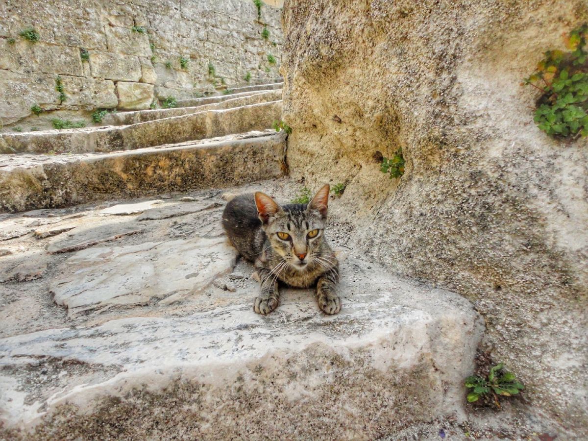 19th Jul. 2013 pic📷

マテーラで出会った可愛い子達🐈🐕🐕💕