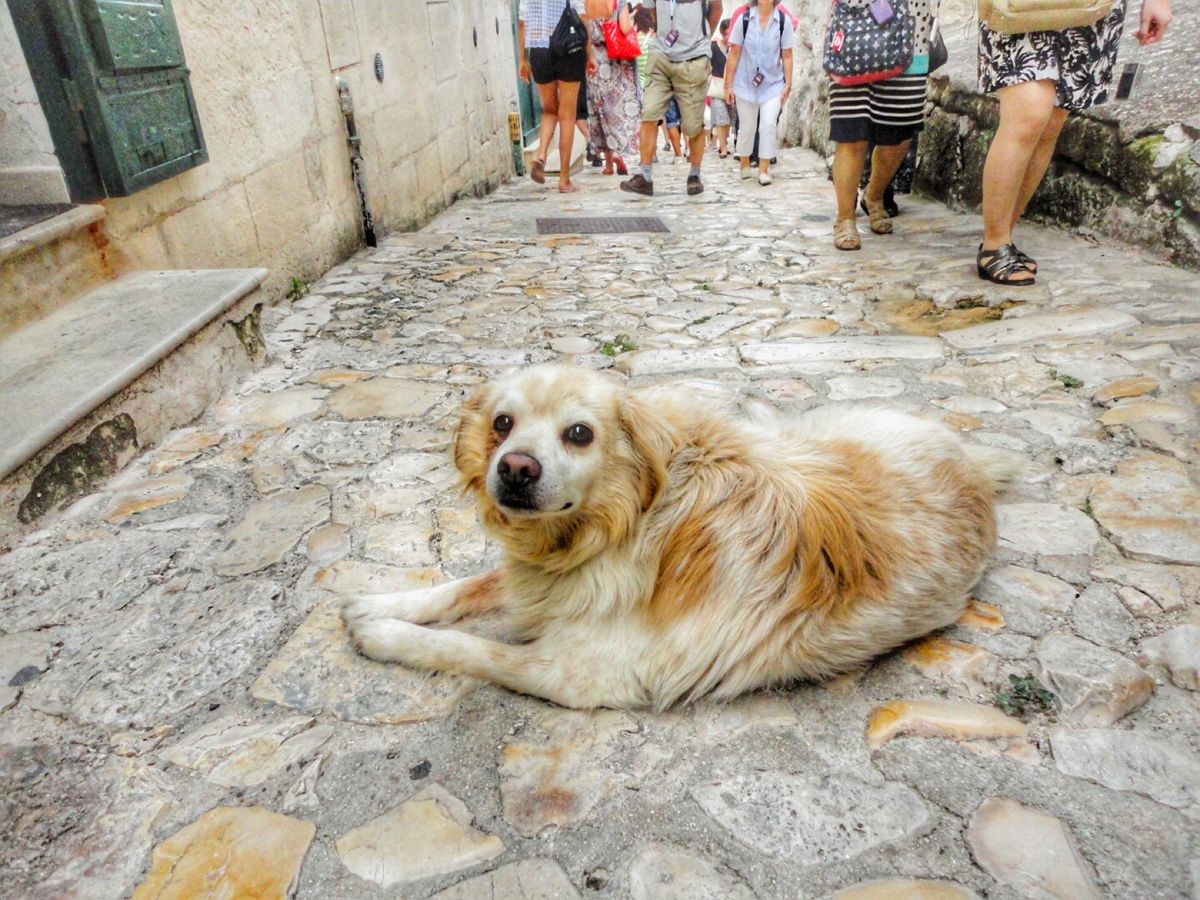 19th Jul. 2013 pic📷

マテーラで出会った可愛い子達🐈🐕🐕💕
