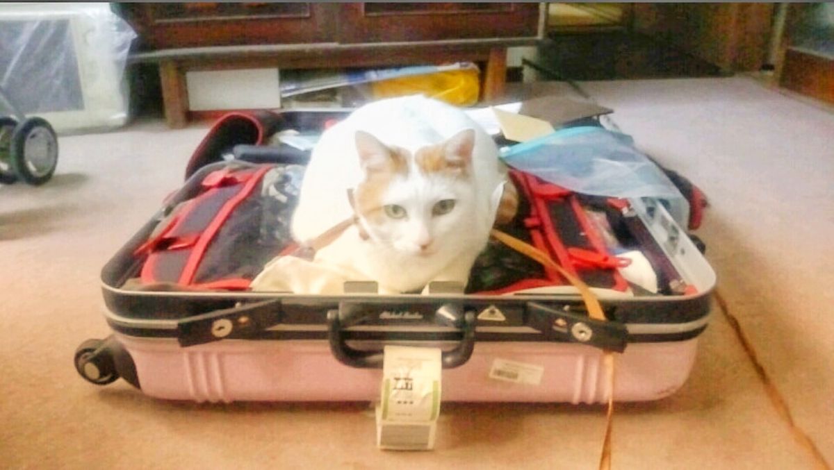 24th Jul. pic📷

無事に帰国🇯🇵*°

ちゃみさん🐈
ただ...