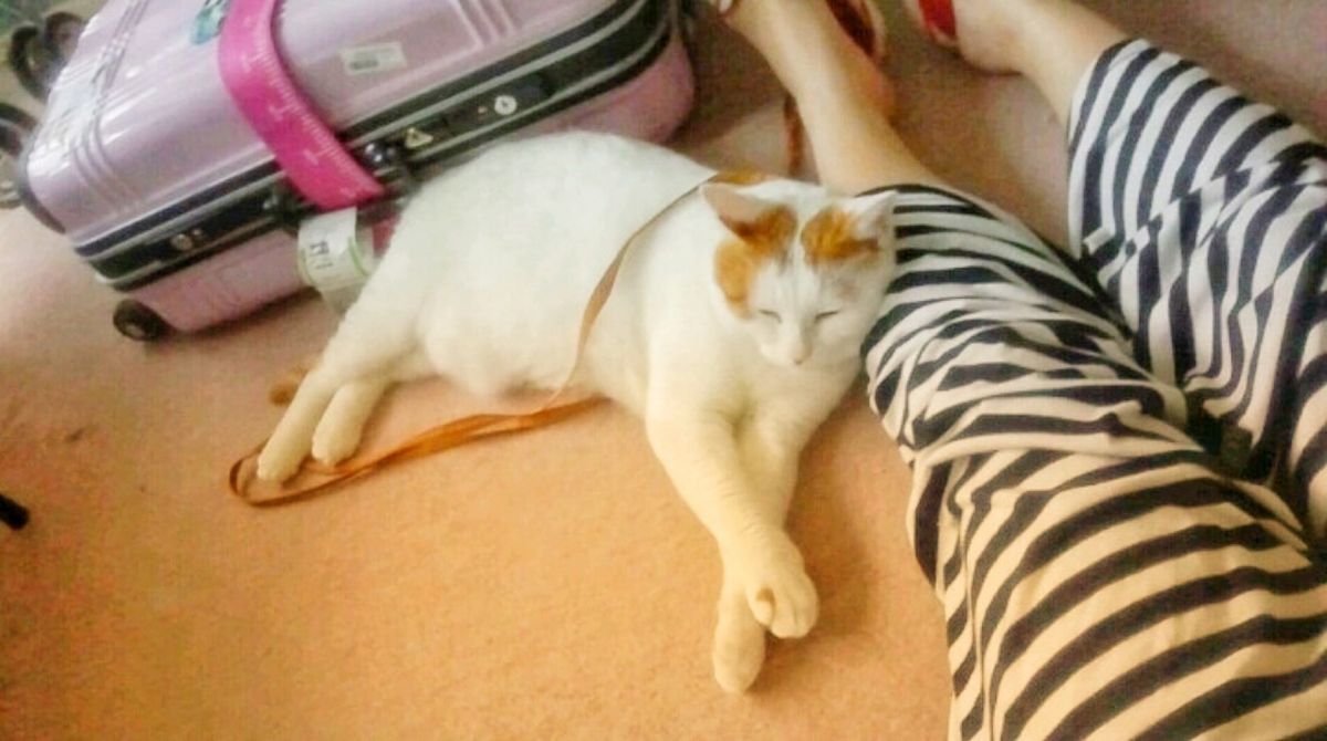 24th Jul. pic📷

無事に帰国🇯🇵*°

ちゃみさん🐈
ただ...