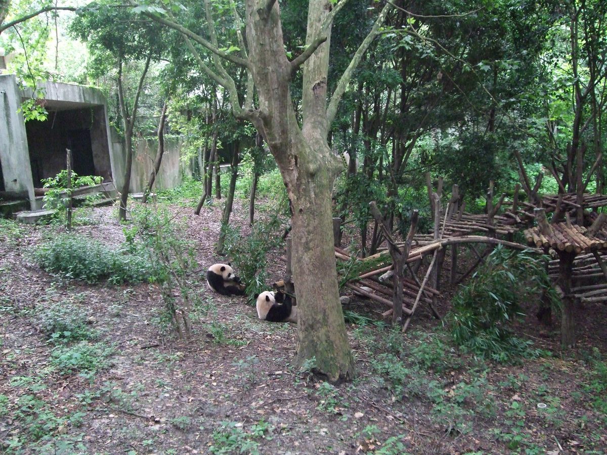 パンダパンダパンダ！