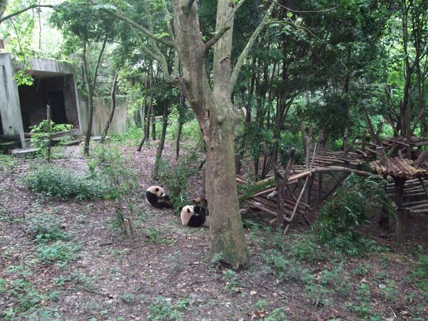 中国・成都「成都旅行」の写真：パンダパンダパンダ！