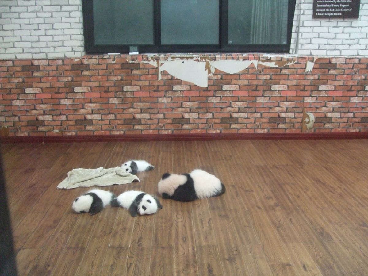 パンダパンダパンダ！