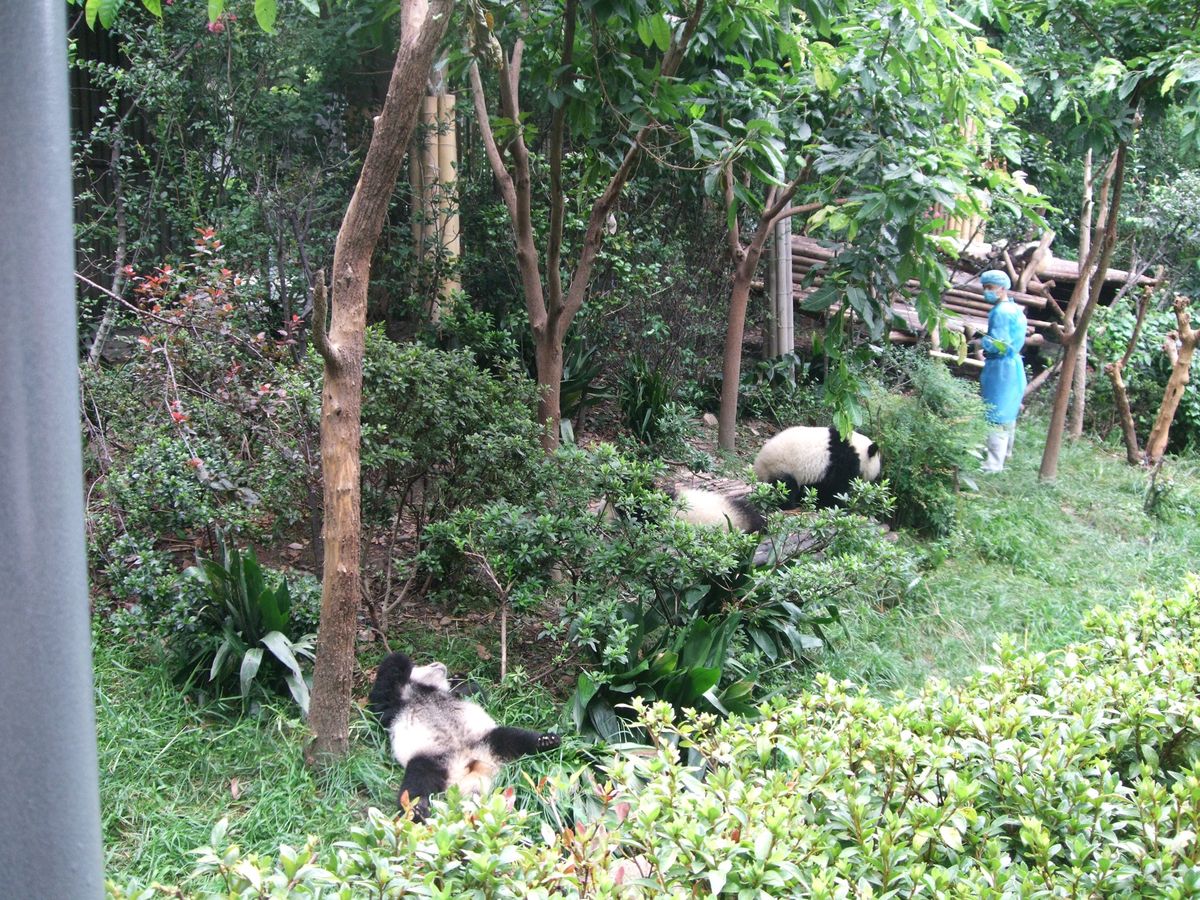 パンダパンダパンダ！